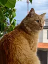 pet-image