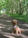 pet-image