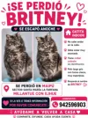 pet-image