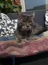 pet-image