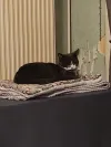 pet-image