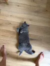 pet-image