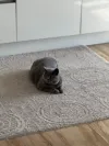 pet-image