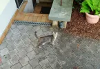 pet-image