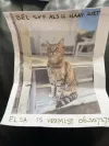 pet-image