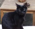 pet-image