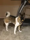 pet-image