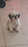 pet-image
