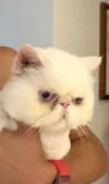 pet-image