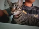 pet-image