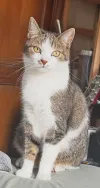 pet-image