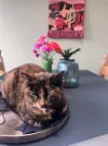 pet-image