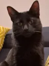 pet-image