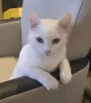 pet-image