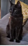 pet-image