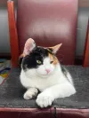 pet-image