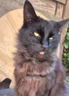 pet-image