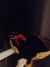 pet-image