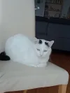 pet-image