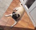 pet-image