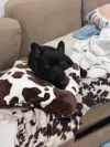 pet-image