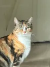 pet-image