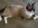 pet-image