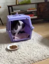 pet-image