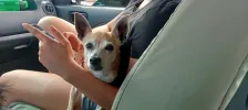 pet-image