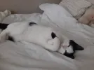 pet-image