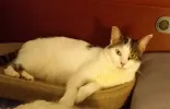 pet-image