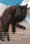 pet-image