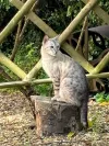 pet-image