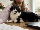 pet-image