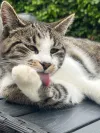 pet-image