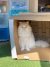 pet-image