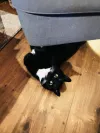 pet-image