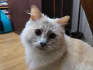 pet-image