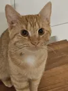 pet-image