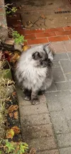 pet-image