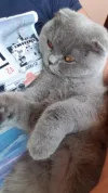 pet-image