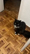 pet-image