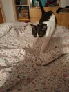 pet-image