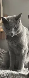 pet-image