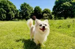 pet-image
