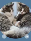 pet-image