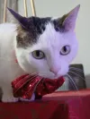 pet-image