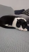 pet-image