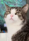 pet-image