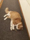 pet-image
